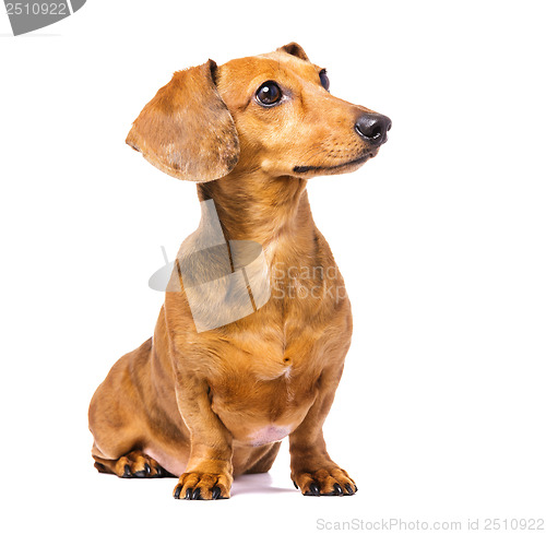 Image of Dachshund Dog looking left