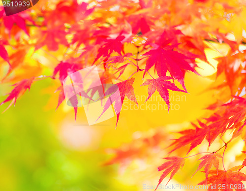 Image of Yellow and red maple leave in autumn