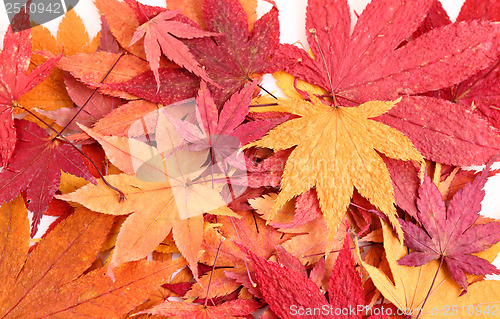 Image of Dried maple