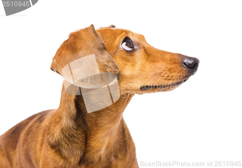 Image of Dachshund Dog looking up