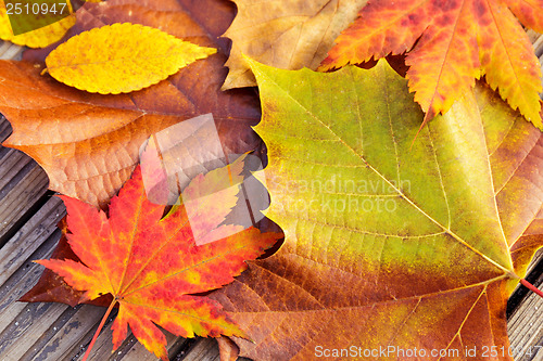 Image of Autumn maple leave with wooden background