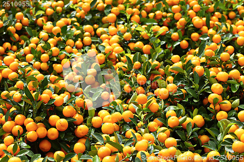Image of Mandarin for Chinese New Year
