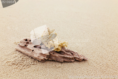 Image of Driftwood and coral on beach