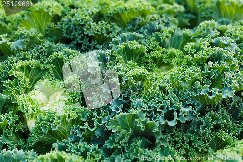 Image of Fresh lettuce