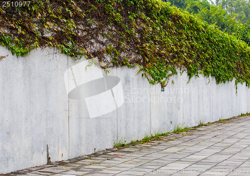 Image of Ivy green plant on wall