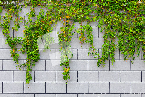 Image of Ivy green plant on brick wall