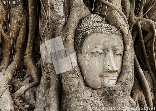 Image of Buddha head in banyan tree