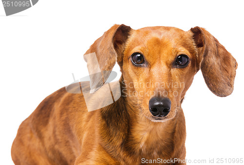 Image of Dachshund dog