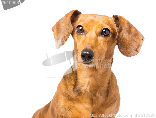 Image of Dachshund Dog