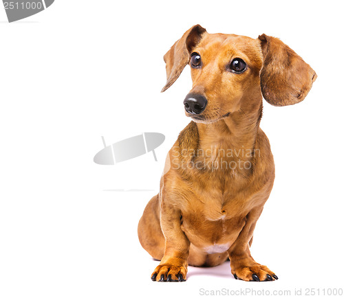 Image of Dachshund Dog