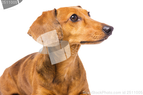 Image of Dachshund Dog looking at a side