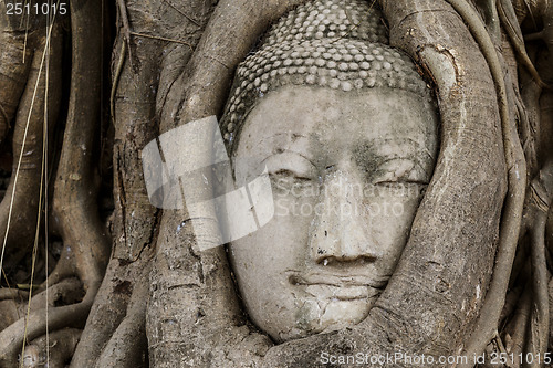 Image of Buddha head statue in old tree