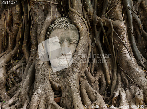 Image of Buddha head in old tree