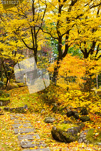 Image of Forest in autumn
