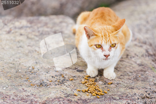 Image of Street cat eating food