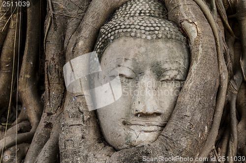 Image of Buddha head in banyan tree