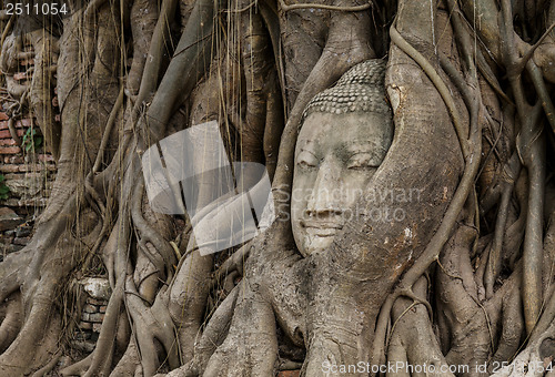 Image of Buddha head in banyan tree 