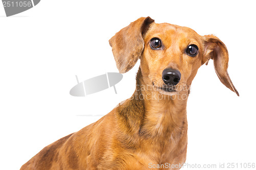 Image of Dachshund Dog isolated on white