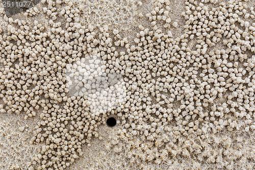 Image of Nature habitat of small white crab 