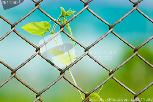 Image of Chain link fence with fresh plant