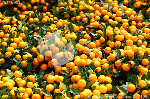 Image of Mandarin for Chinese New Year