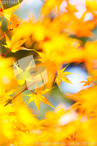 Image of Yellow maple in autumn 