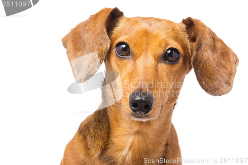 Image of Dachshund Dog