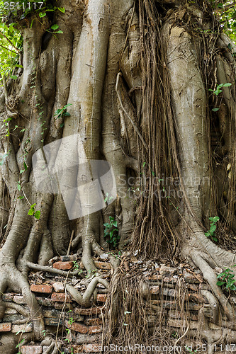 Image of Root of tree covered old wall