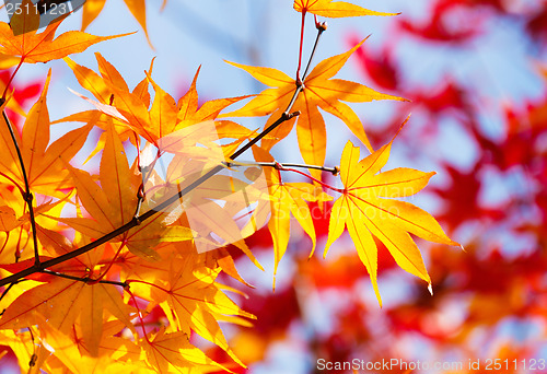 Image of Color changing maple leave in autumn