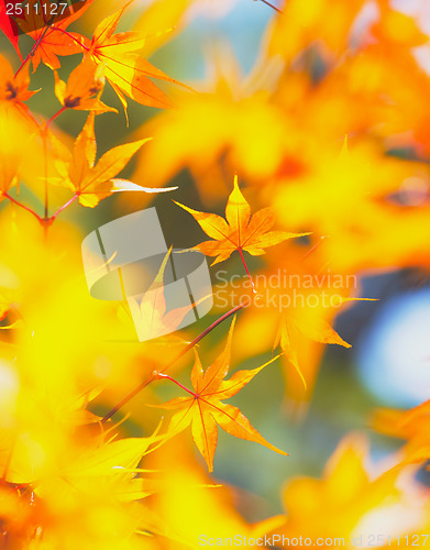 Image of Yellow maple leaves