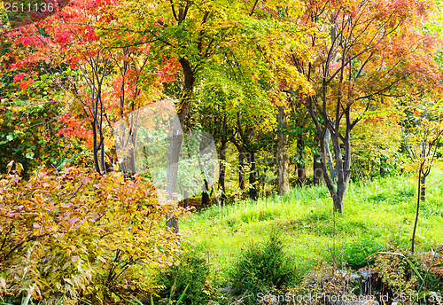 Image of Colourful forest in Autumn