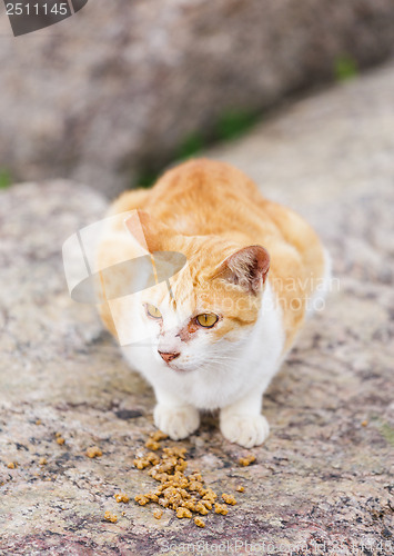 Image of Street cat eating food