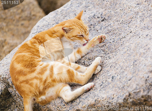 Image of Street cat lying on the rock