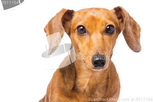 Image of Dachshund Dog