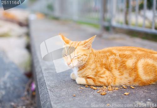 Image of Street cat eating food