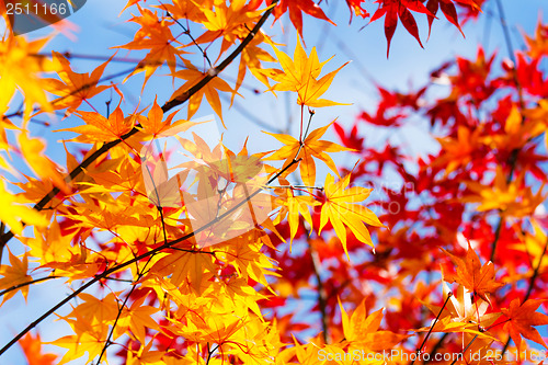 Image of Maple leave in autumn 