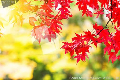 Image of Maple leave in autumn