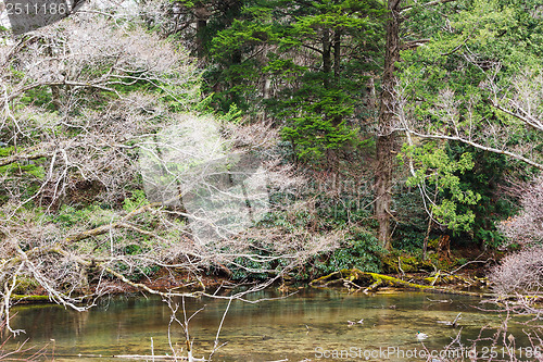 Image of Lake in forest