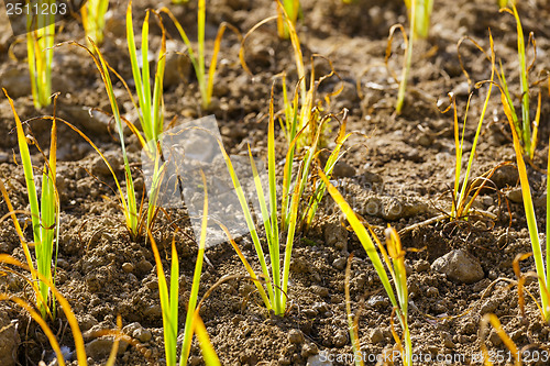 Image of Young green plant in the field