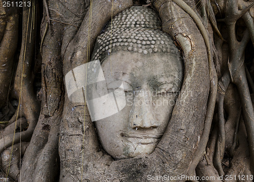 Image of Buddha head in banyan tree