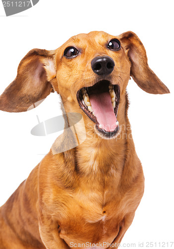 Image of Dachshund dog yelling