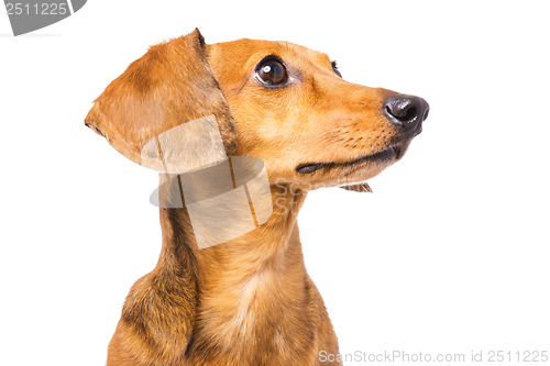 Image of Dachshund Dog isolated on white