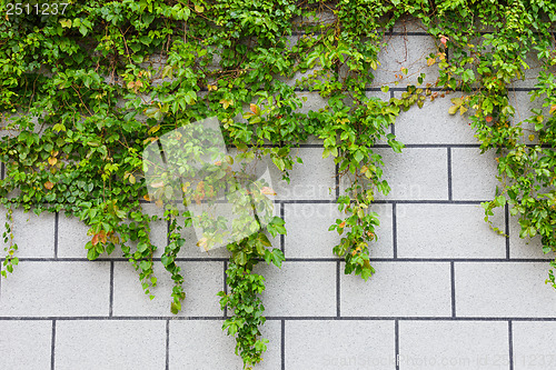 Image of Green ivy plant and brick wall