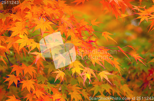 Image of Yellow and red maple leave in autumn 