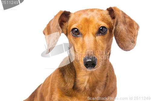Image of Dachshund Dog