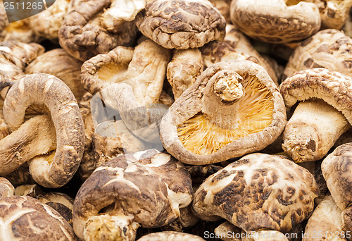 Image of Dried mushroom