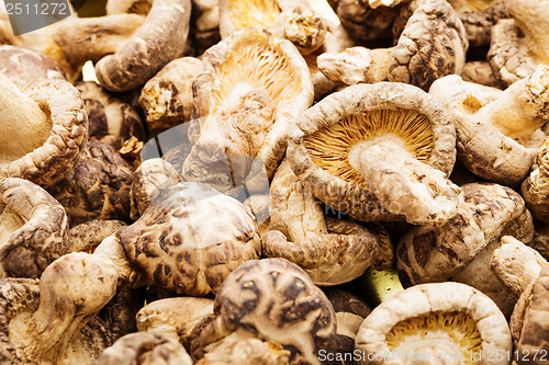 Image of Dried mushroom