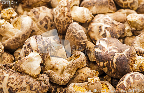 Image of Dried mushroom