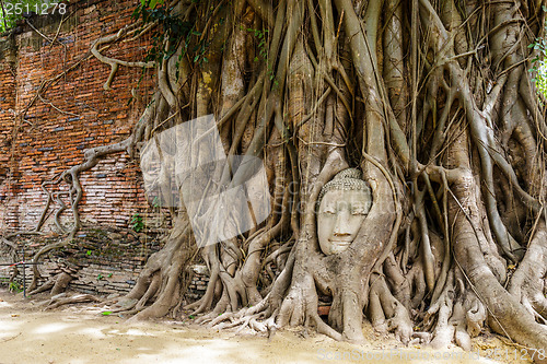 Image of Buddha head in old tree