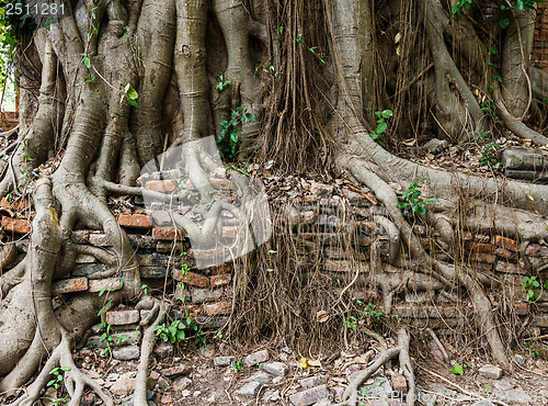 Image of Tree trunk covered old wall